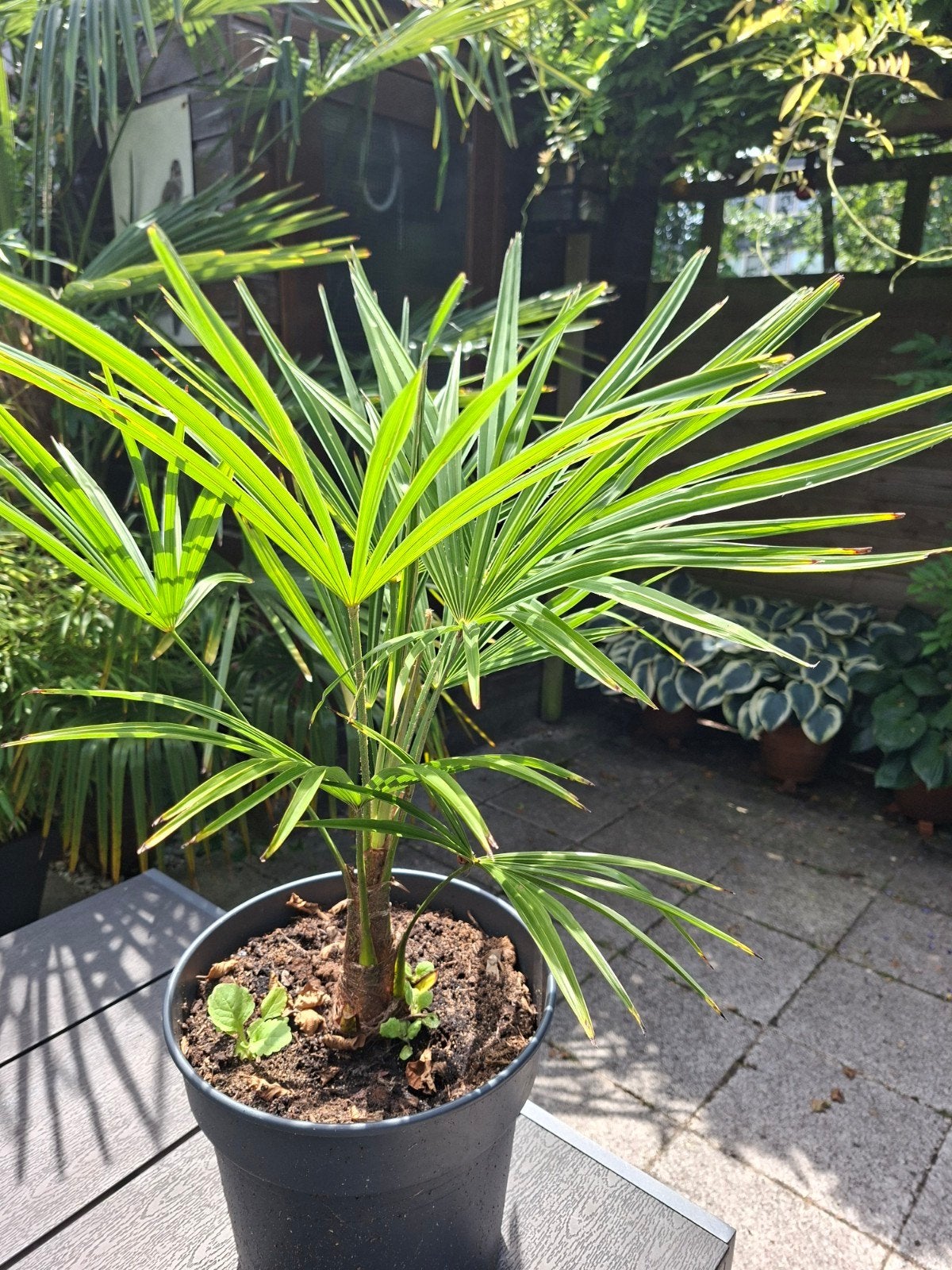 mooie Trachycarpus Fortunei in pot, Tuin en Terras, Planten | Bomen, Ophalen of Verzenden, 100 tot 250 cm, Zomer, Palmboom