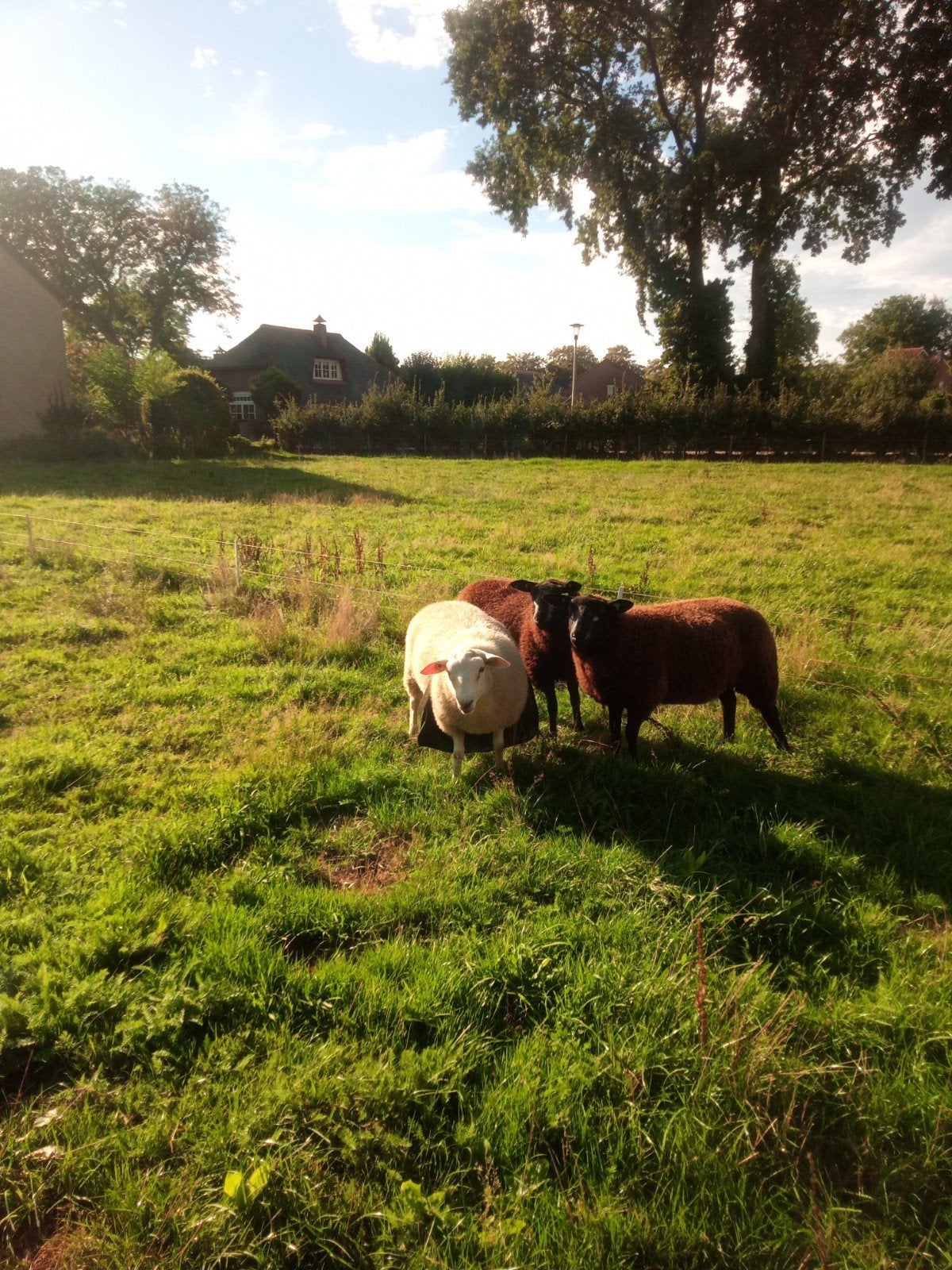 Gekeurde stamboek swifter dekrammen, Mannelijk, Schaap, 0 tot 2 jaar