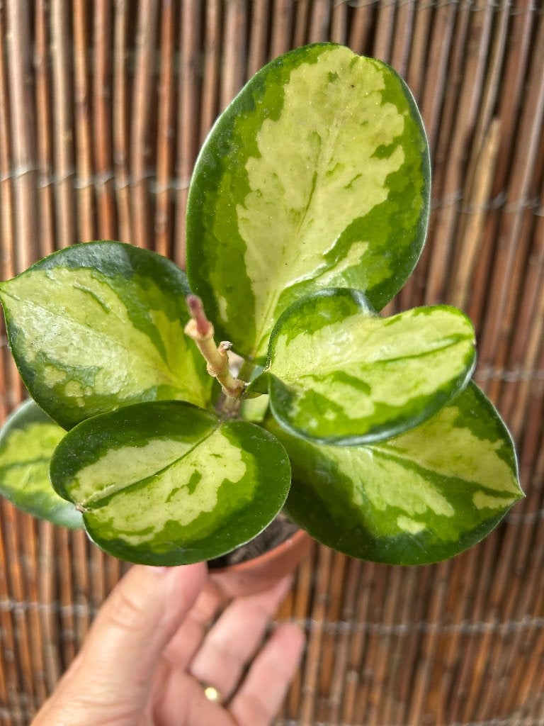 Hoya Australis Lisa🪴, Overige soorten, In pot, Minder dan 100 cm, Bloeiende kamerplant