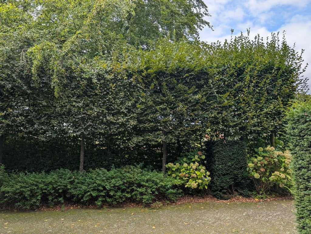 Leiboom - Haagbeuk, 5 stuks, Tuin en Terras, Planten | Bomen, Bloeit niet, Leiboom, 400 cm of meer, Ophalen