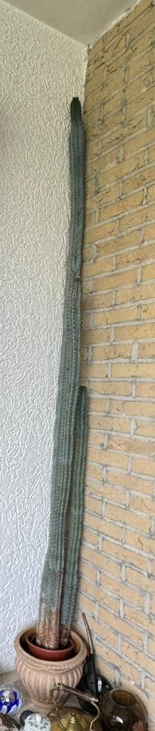 Cactus 2 meter hoog, Ophalen, 200 cm of meer, In pot, Cactus