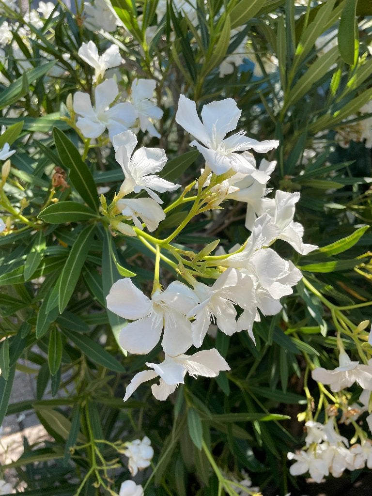 Nerium Oleander (diverse kleuren), Tuin en Terras, Planten | Tuinplanten, Volle zon, Vaste plant, Zomer, Ophalen