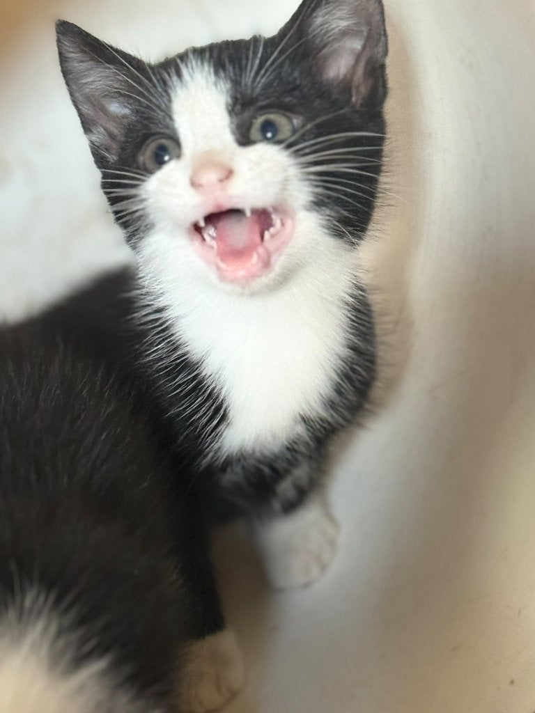3 kittens zoeken nieuw huis, Meerdere dieren, Kortharig, 0 tot 2 jaar
