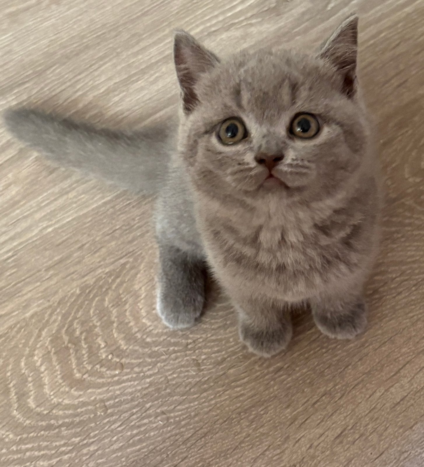 Britse Korthaar kitten – zilveren poesj. Zie omschrijving, Poes, Ingeënt, 0 tot 2 jaar