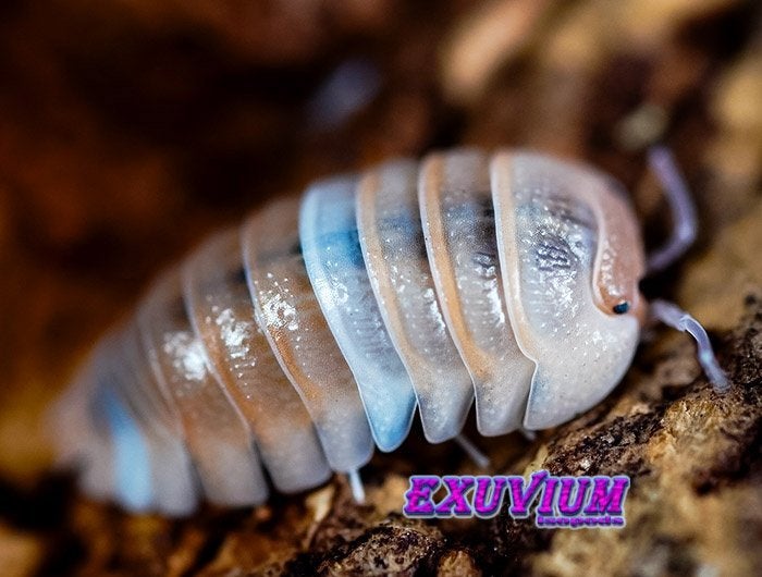 Armadillidium sp. Lefkada pissebedden AANBIEDING, Overige soorten