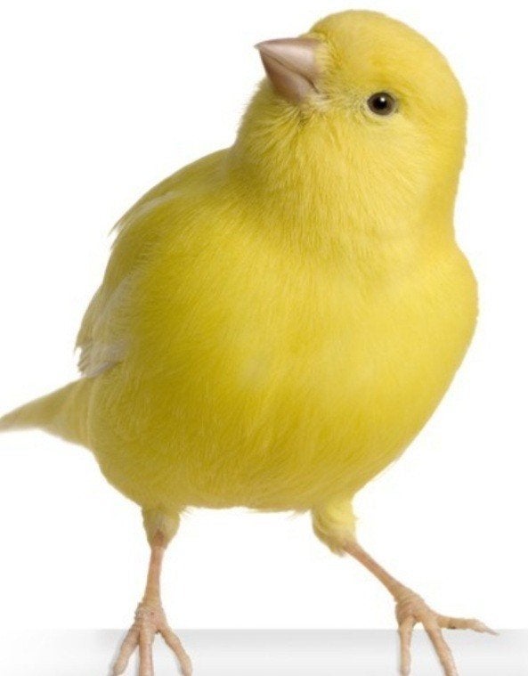 Koppel kanaries geel, Dieren en Toebehoren, Vogels | Kanaries, Kleurkanarie, Meerdere dieren