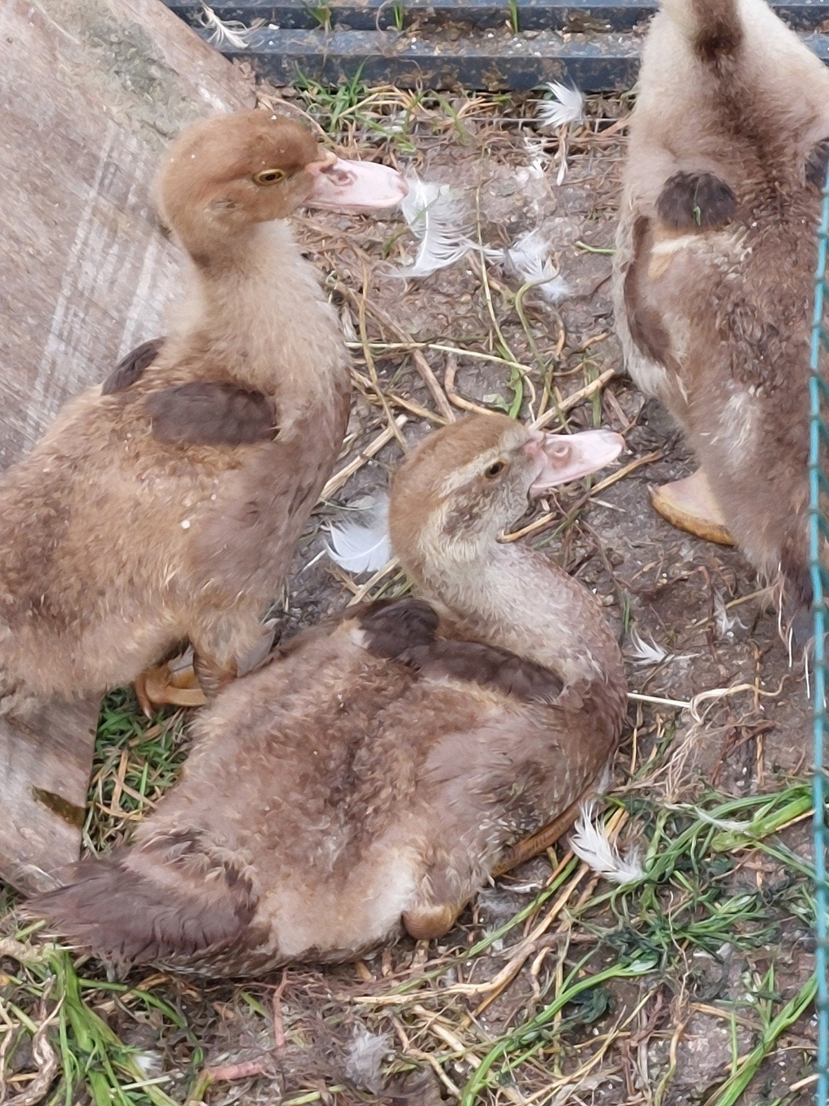 Barberie/ muskus/ kaapse eenden 2026, Dieren en Toebehoren, Meerdere dieren, Eend