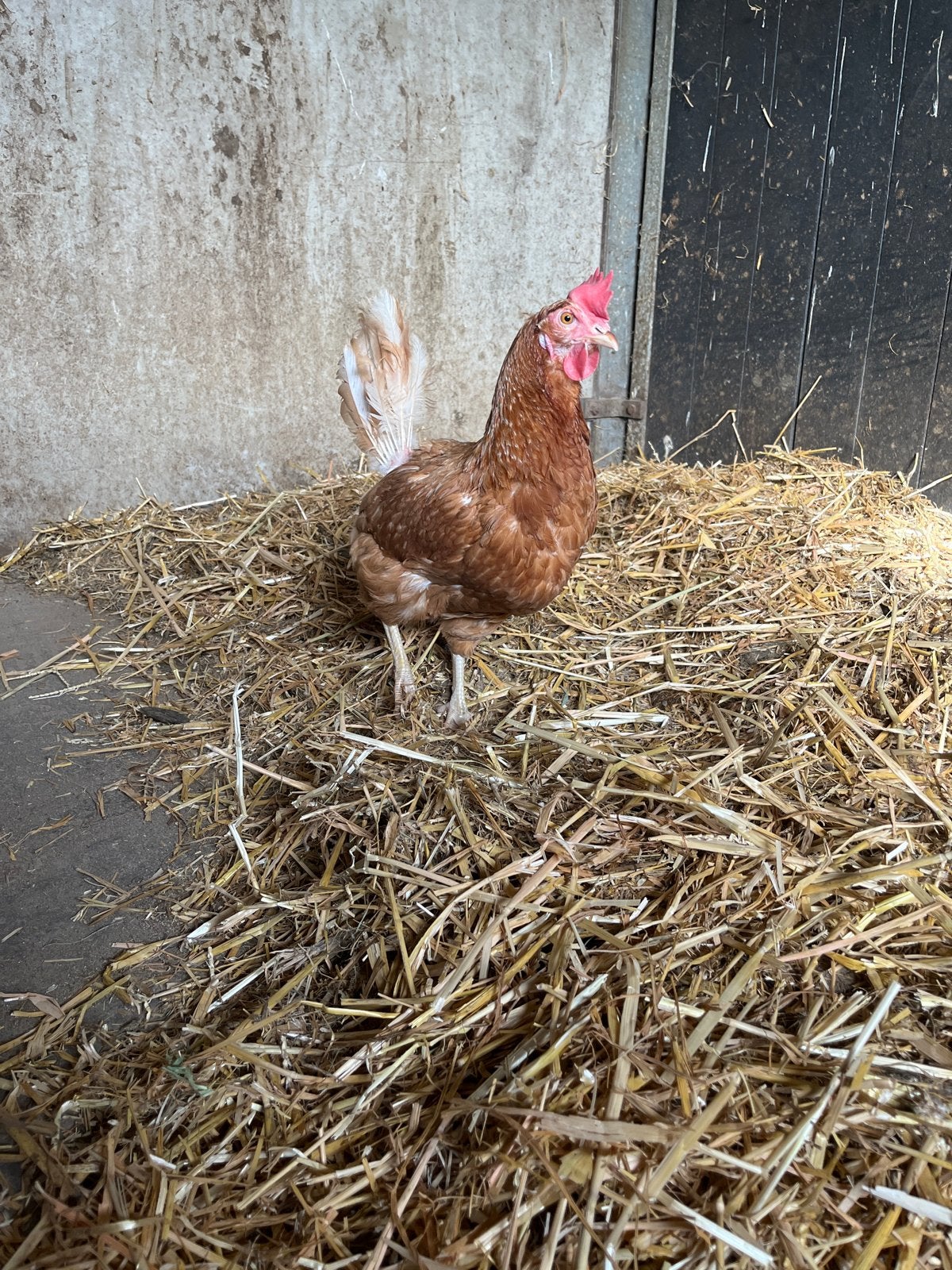 Vrouwtjes kip 2 jaar, Dieren en Toebehoren, Pluimvee, Vrouwelijk, Kip