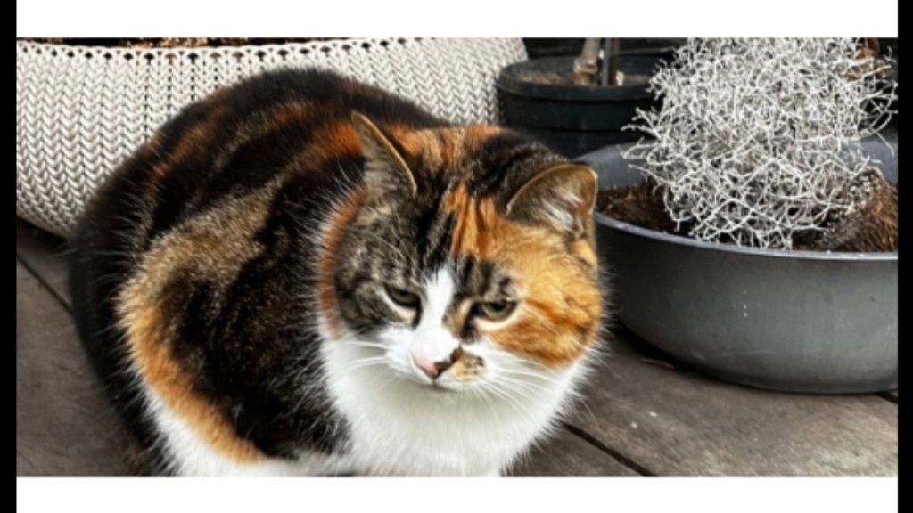 Twee lieve katten samen zoeken nieuw thuis met tuin, Poes, Kortharig, 6 jaar of ouder
