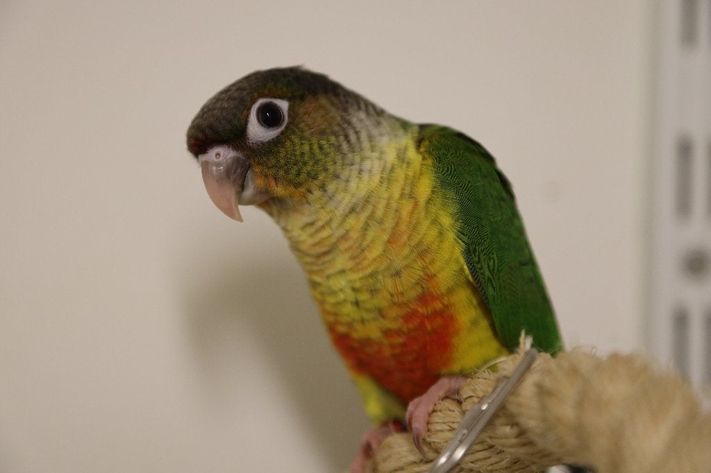 Jonge Baby Pyrrhura´s | Handtam | Nieuwsgierig | Div. Kleure, Dieren en Toebehoren, Vogels | Parkieten en Papegaaien, Meerdere dieren