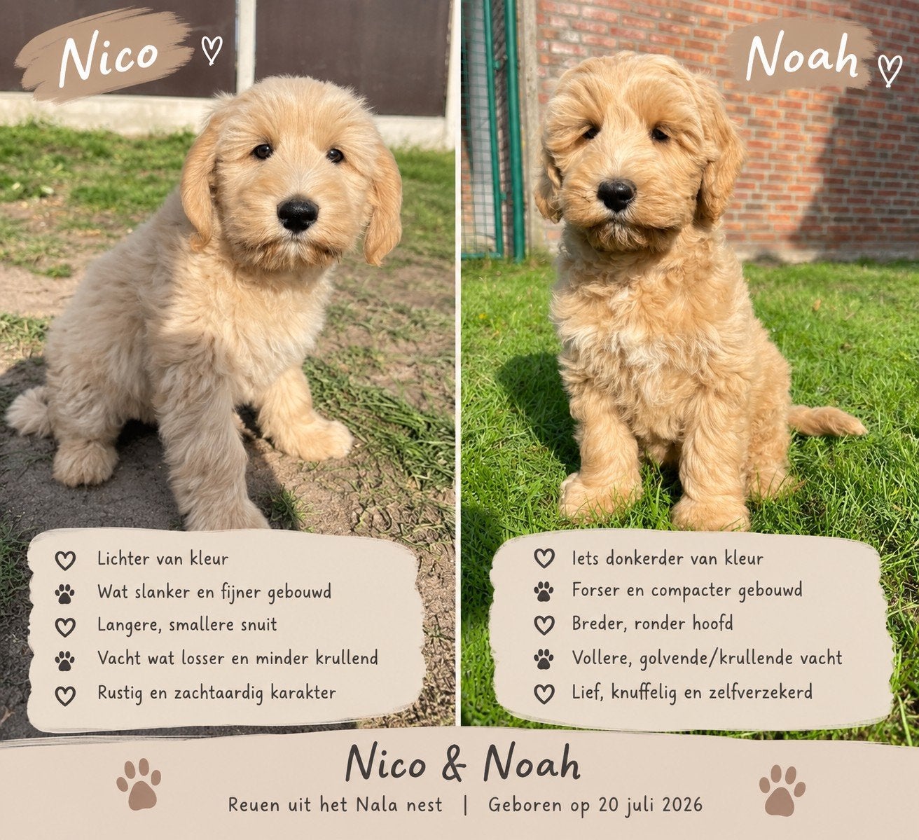 Niko & Noah  twee prachtige doodle broertjes zoeken ieder, 8 tot 15 weken, Meerdere, Nederland, Particulier