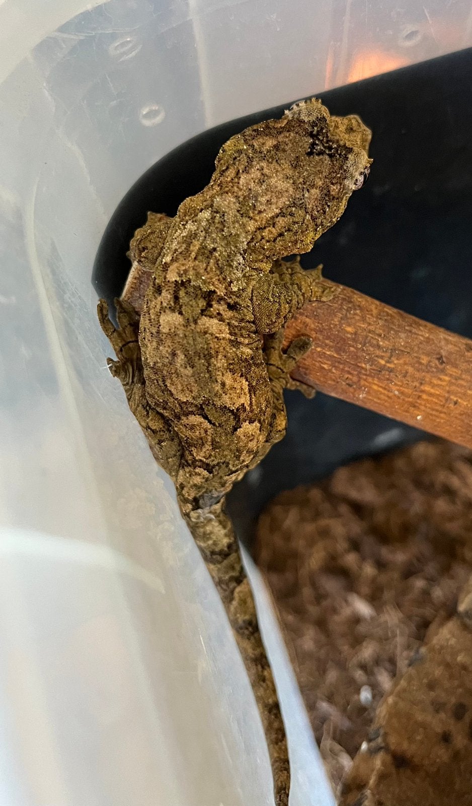 Veelbelovende pine island Chahoua, Dieren en Toebehoren, Hagedis, 0 tot 2 jaar
