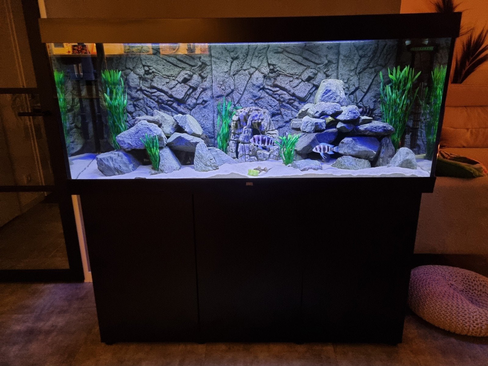 Juwel Rio 450 LED/Ruilen tegen Rio 350 Zwart mogelijk, Dieren en Toebehoren, Ophalen, Gevuld zoetwateraquarium