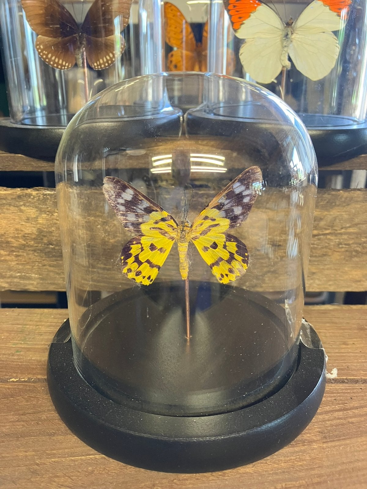 Vlinder in stolp, Glas, Ophalen of Verzenden, Nieuw