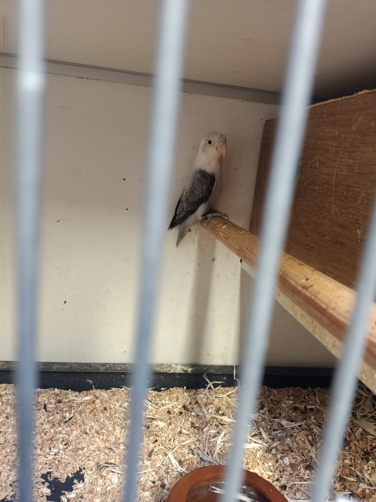 koppel mauve x opaline groen, Dieren en Toebehoren, Meerdere dieren