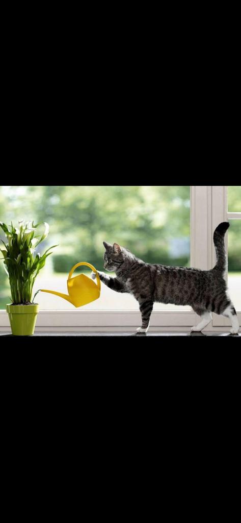 katten oppas €15, Ophalen of Verzenden