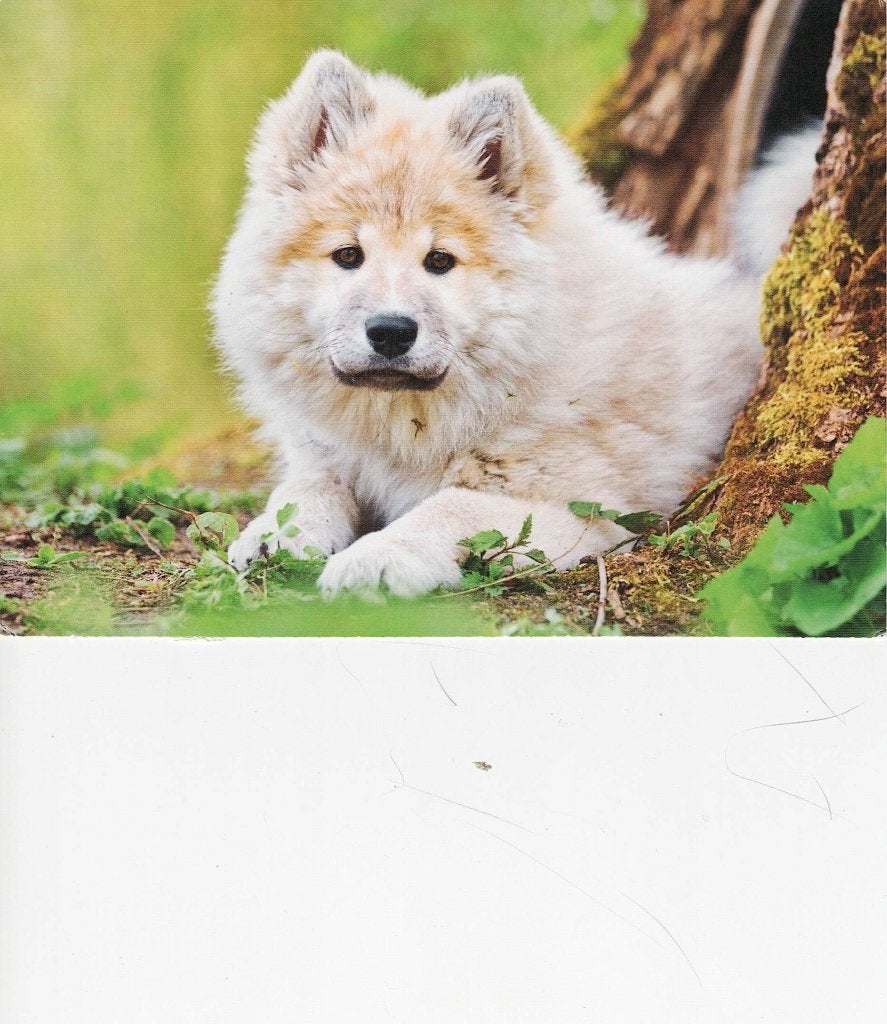 Grote Keeshond 414, Ophalen of Verzenden, 1980 tot heden, Ongelopen, Hond of Kat