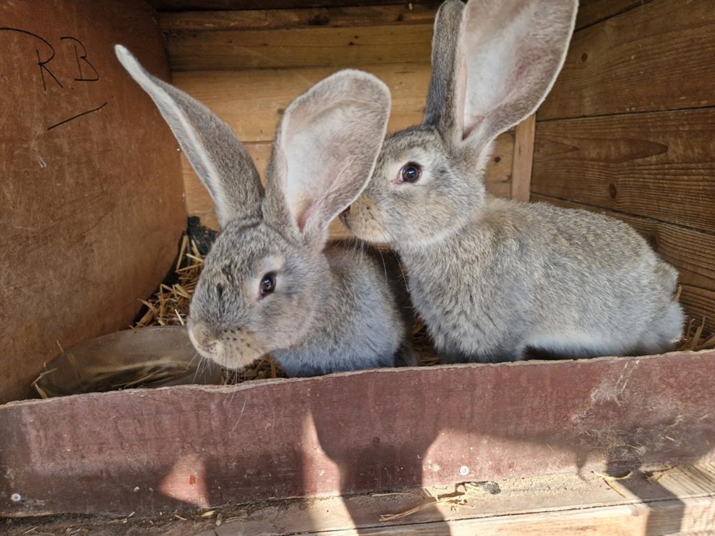 Vlaamse Reus, wit (m), chinchilla, konijngrijs, Meerdere dieren, Groot