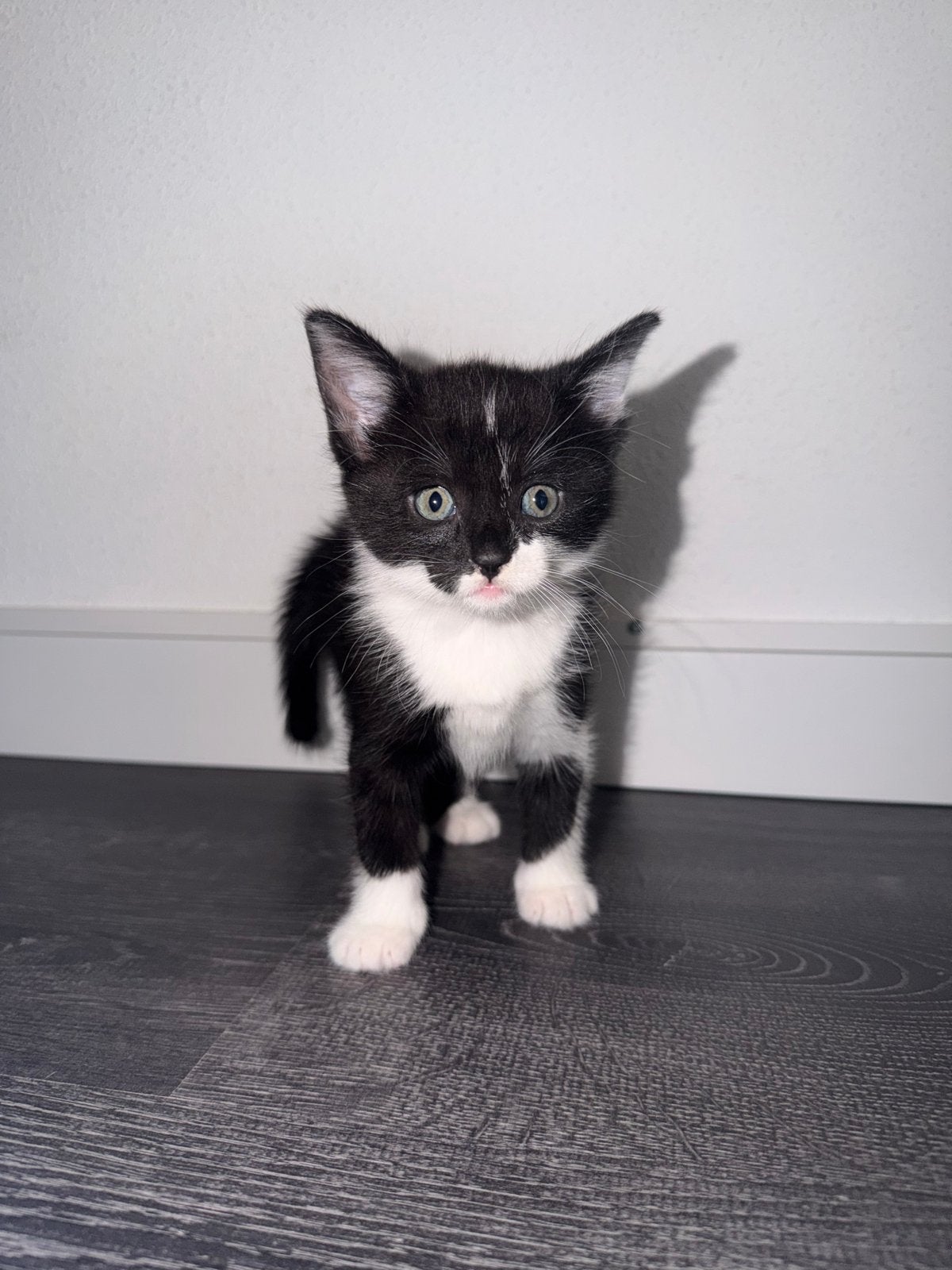Kitten, Dieren en Toebehoren, Katten en Kittens | Overige Katten, Poes