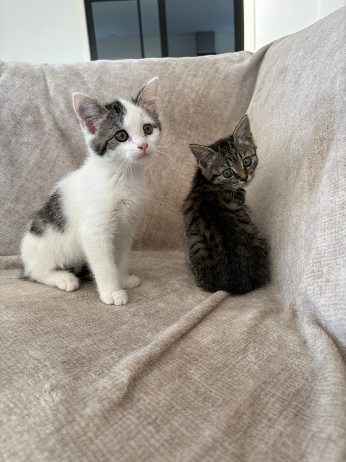 Kittens, Meerdere dieren