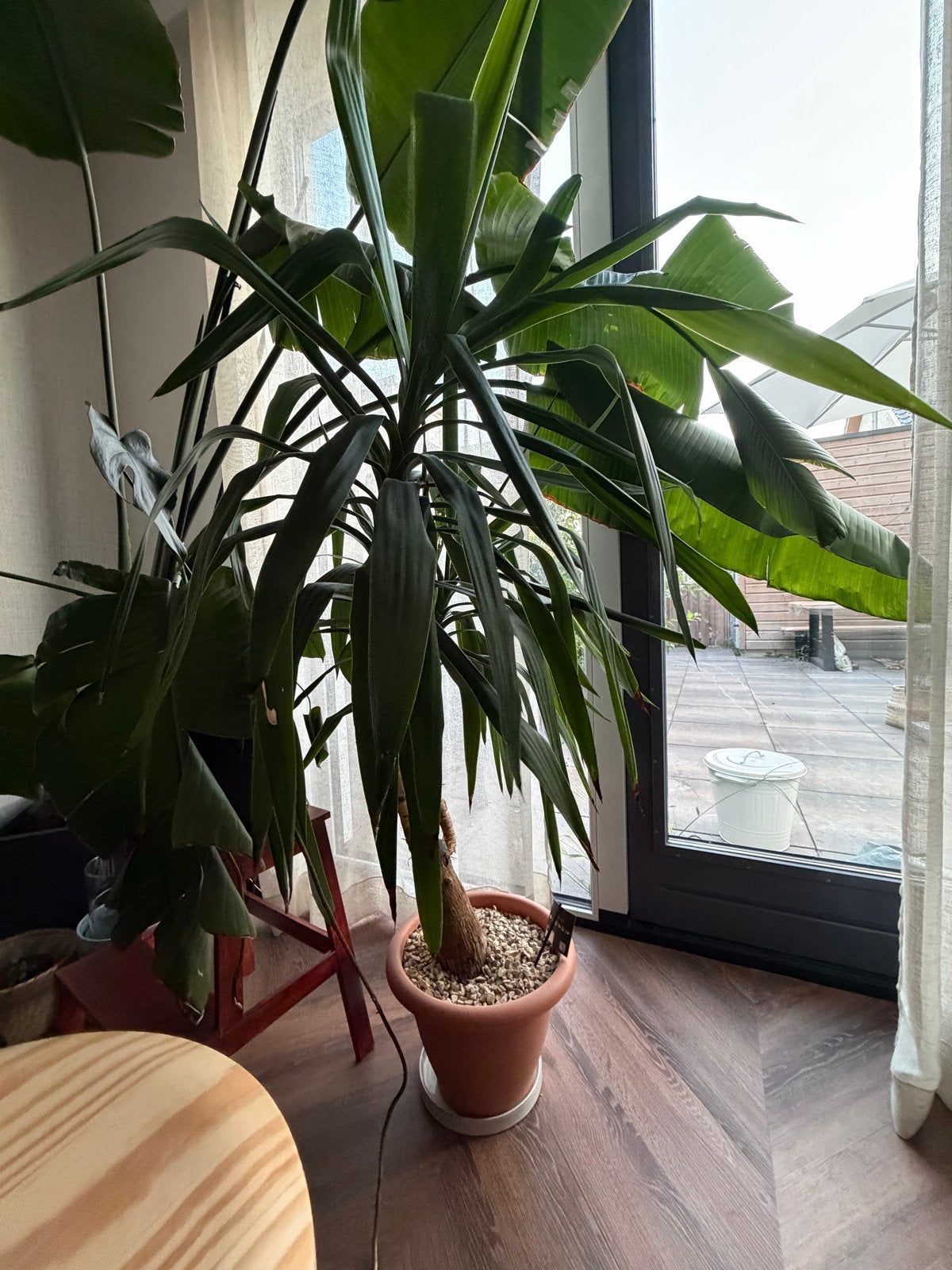 Grote Yucca plant in pot, Huis en Inrichting, Kamerplanten, Ophalen, Halfschaduw, In pot, Yucca