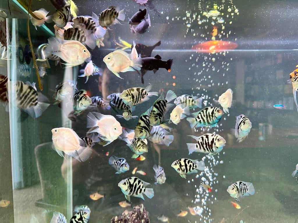 Aquarium vissen blue parrot ciclide, Vis