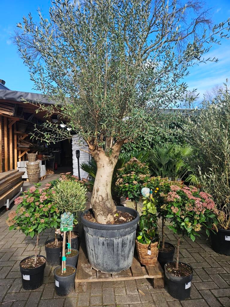 Grote prachtige grillige olijfboom Hojiblanca 240 hoog, Tuin en Terras, Planten | Bomen, Volle zon, Ophalen of Verzenden, 100 tot 250 cm