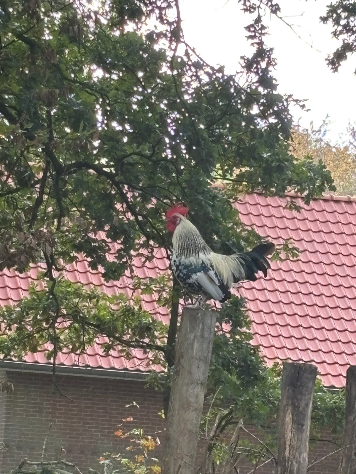 Serama haantje zoekt goed huis, Dieren en Toebehoren, Mannelijk, Kip