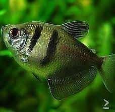 Rouwtetra - Gyminocorymbus ternetz - Koidream Valburg, Dieren en Toebehoren, Vissen | Aquariumvissen, Vis, Zoetwatervis