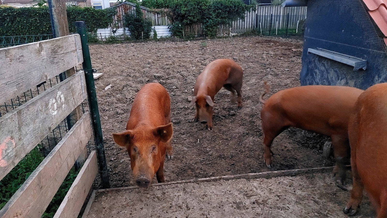 tamworth x duroc, Dieren en Toebehoren, Vrouwelijk, 0 tot 2 jaar