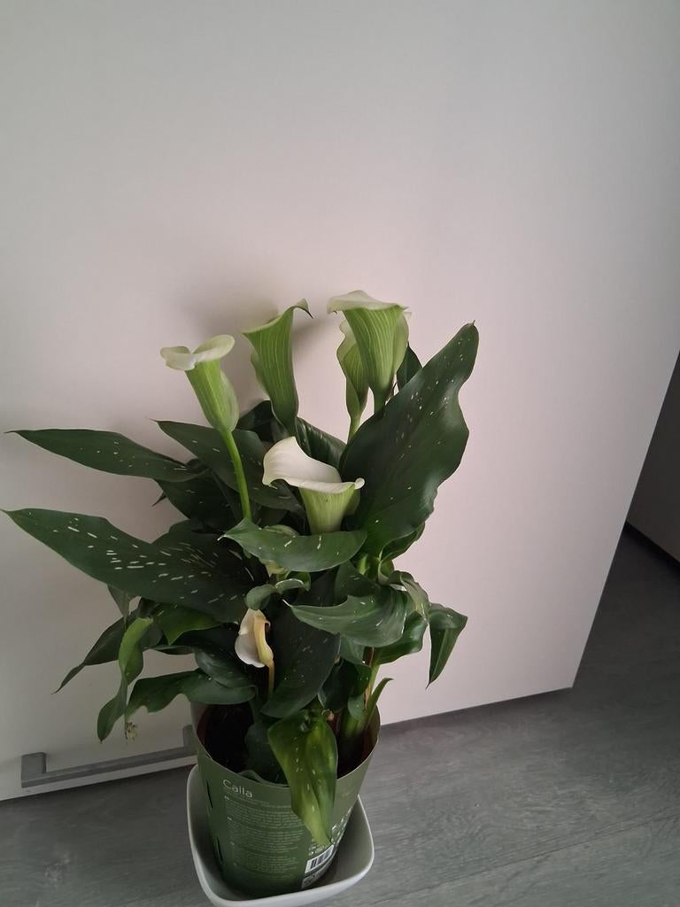 Prachtige Calla (Zantedeschia) met witte bloemen, Tuin en Terras, Ophalen of Verzenden, Overige soorten, Halfschaduw