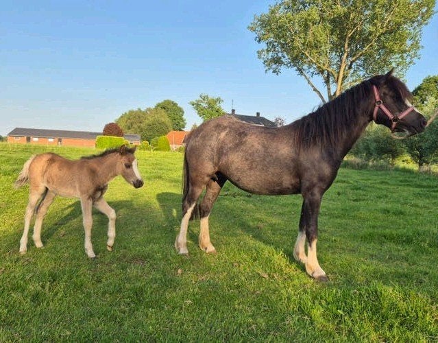 Prachtige Welsh A merries met merrieveulen te koop, Dieren en Toebehoren, Pony's, Merrie, Met stamboom, 3 tot 6 jaar, B pony (1.17m tot 1.27m)