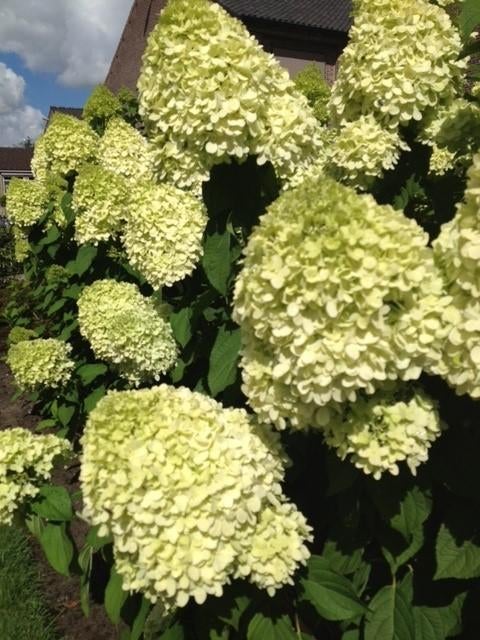 Pluimhortensia, Hydrangea Limelight, vanaf € 5,95, Overige soorten, Vaste plant, Ophalen of Verzenden, Halfschaduw