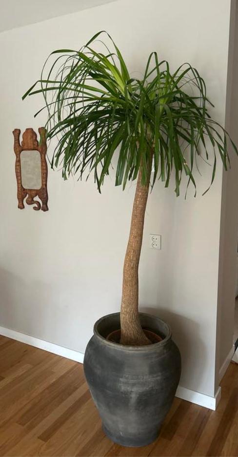 Olifantenpoot plant in pot, Huis en Inrichting, Kamerplanten, Ophalen, Halfschaduw, In pot, 150 tot 200 cm