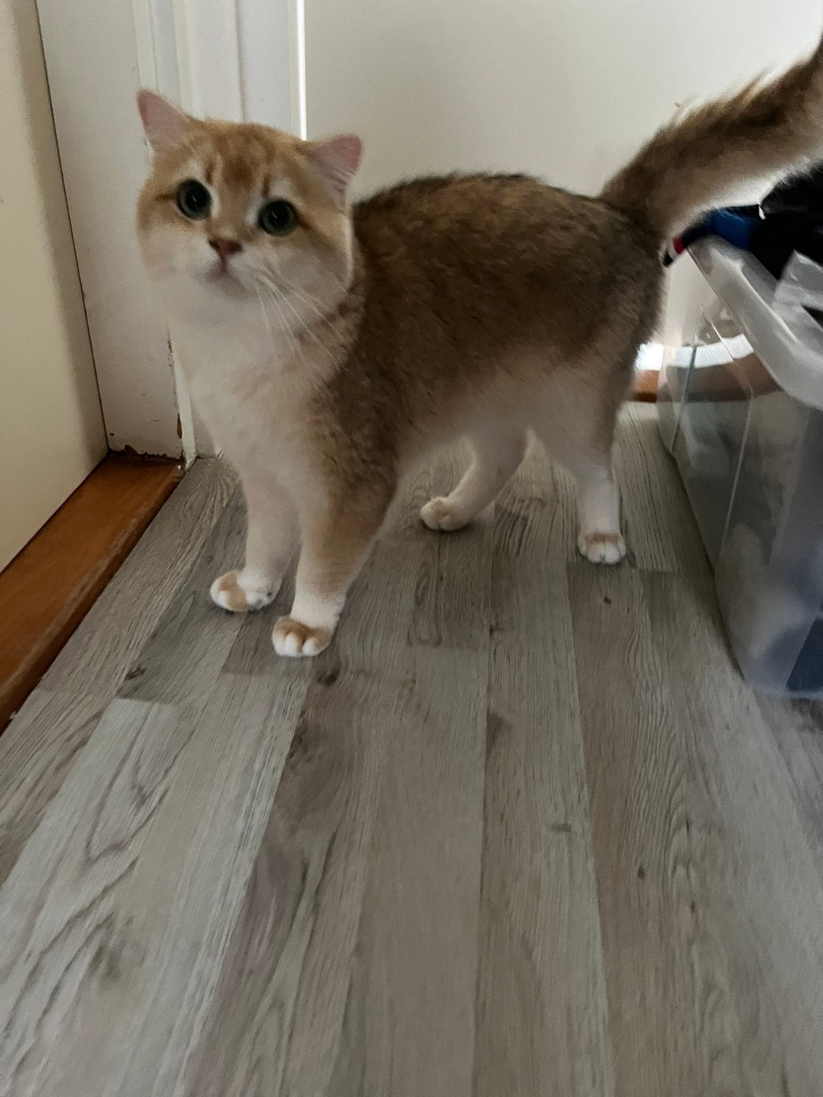 Gooden en zilver shaded Britse korthaar kater te koop, Dieren en Toebehoren, Kater