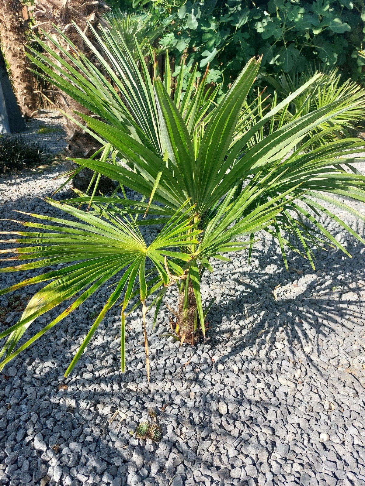 Trachycarpus Fortunei - Winterharde Palmboom, Tuin en Terras, Ophalen, Overige soorten, Volle zon