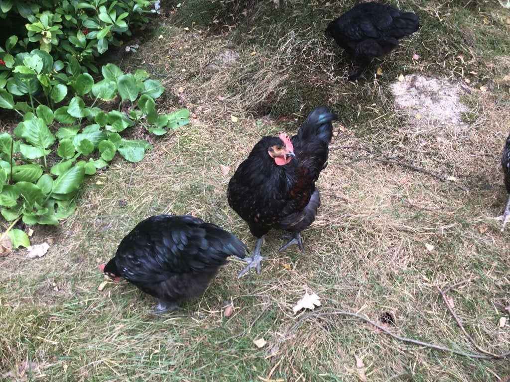 Hanen, Dieren en Toebehoren, Pluimvee, Mannelijk, Kip