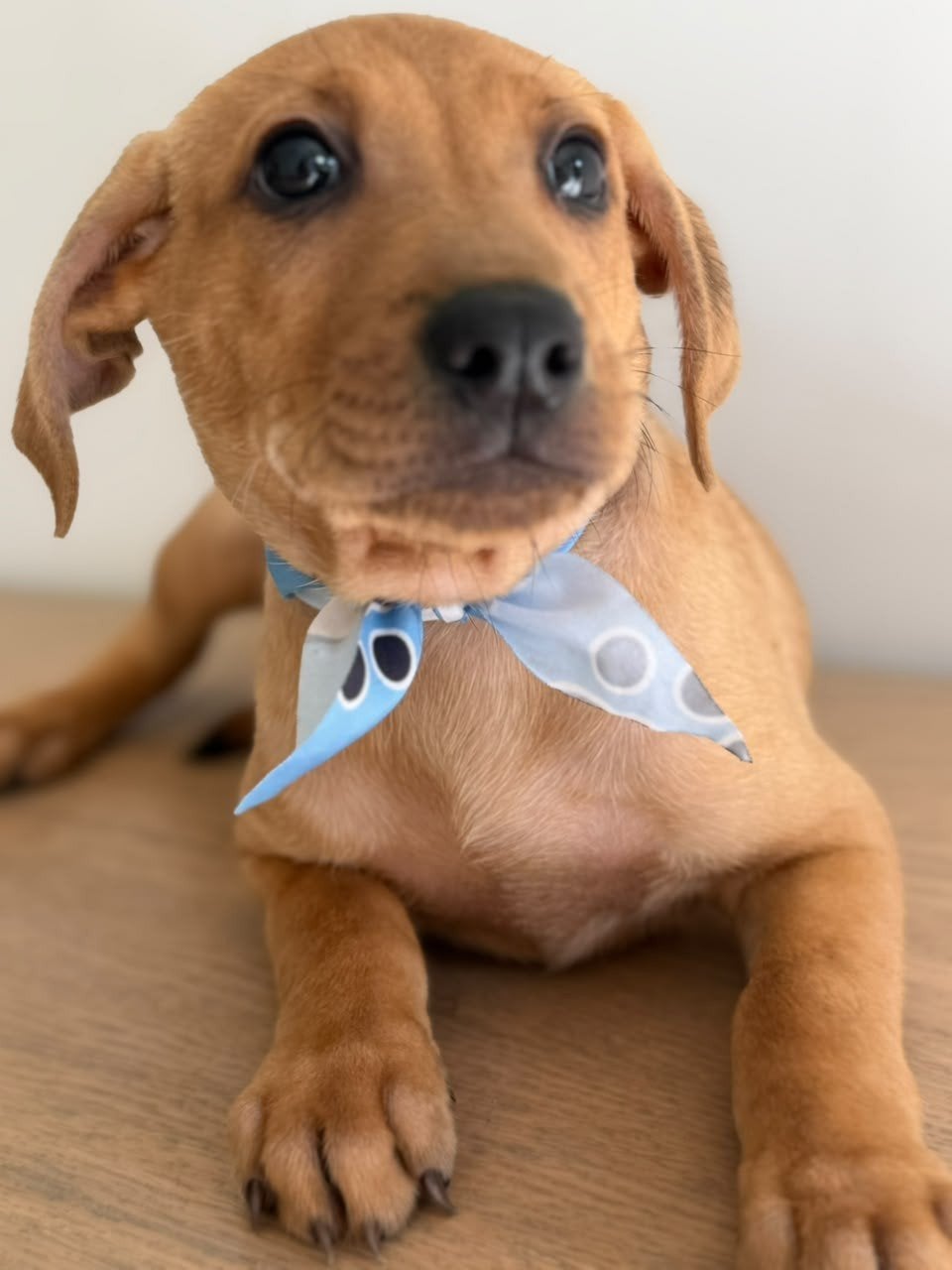 De enige man in huis Michigan, Dieren en Toebehoren, Nederland, 15 weken tot 1 jaar, Eén hond, Klein