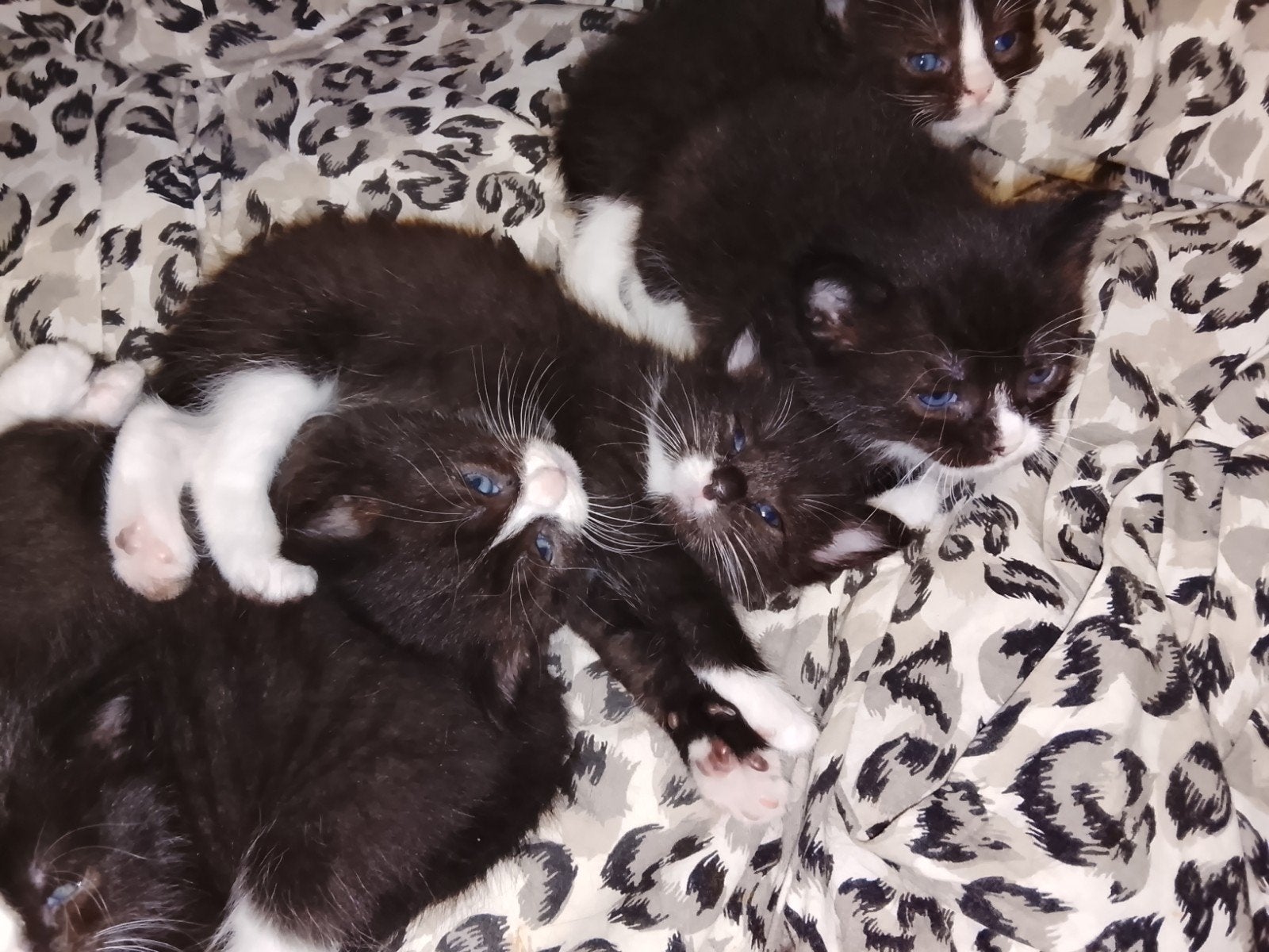 Kittens, Dieren en Toebehoren, Kater, 0 tot 2 jaar