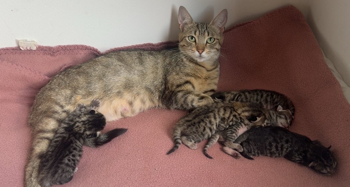Kittens nu 6 weken oud ❣️, Meerdere dieren, Langharig, 0 tot 2 jaar
