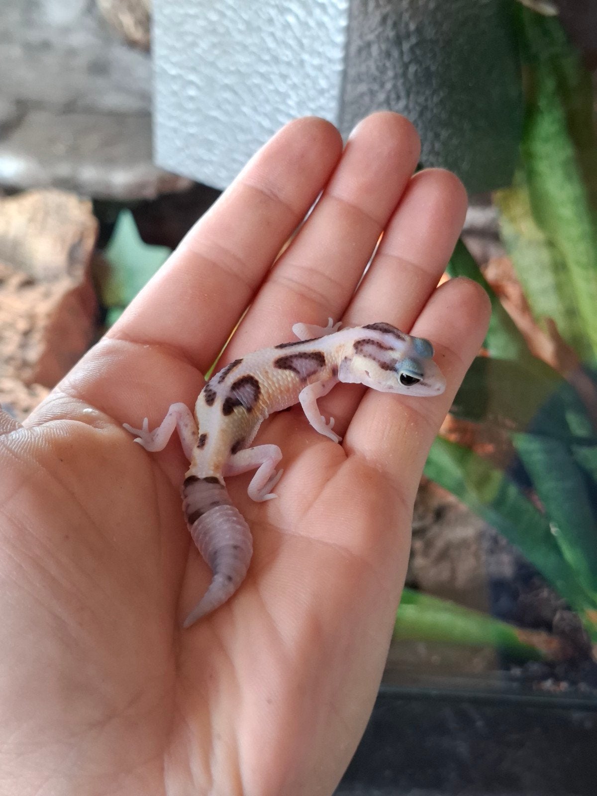 Whiteout vetstaartgekko, Dieren en Toebehoren, Reptielen en Amfibieën, Hagedis, 0 tot 2 jaar