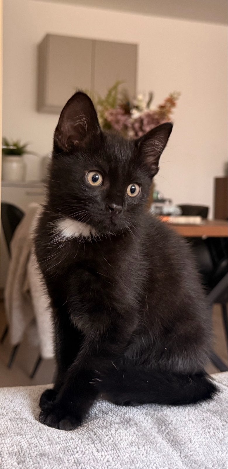 Kitten katertje 9 weken oud, Kater, 0 tot 2 jaar