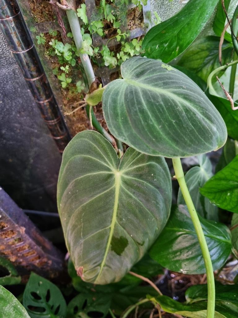 philodendron glorious stek, Ophalen of Verzenden, Halfschaduw, Minder dan 100 cm