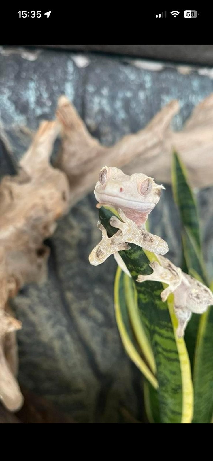 Mooie volwassen Lilly White Pinstripe wimpergekko man – 2022, Dieren en Toebehoren, Hagedis, 3 tot 6 jaar