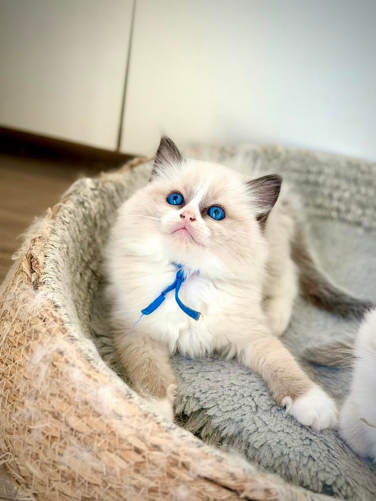 Ragdoll kitten met stamboom(fokken), Meerdere dieren, Met stamboom, 0 tot 2 jaar