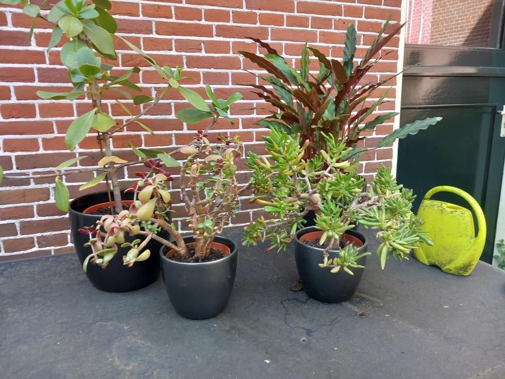 3 mooie kamerplanten, Huis en Inrichting, Ophalen, Halfschaduw, Minder dan 100 cm