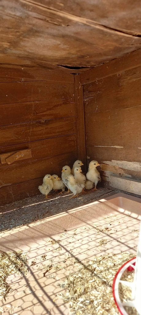 Te koop kuikens Serama Ayam Maleis geb 22-7, Geslacht onbekend, Kip