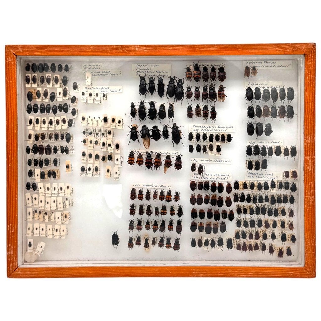 Wetenschappelijke collectie met kevers, Ophalen of Verzenden, Nieuw, Insect, Overige typen