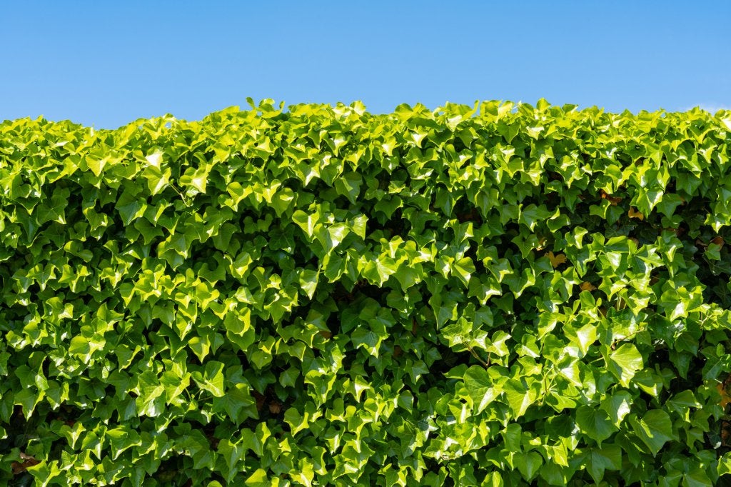 Kleinbladige klimop - Hedera helix, Tuin en Terras, Ophalen of Verzenden, Bloeit niet, Klimplanten, Halfschaduw