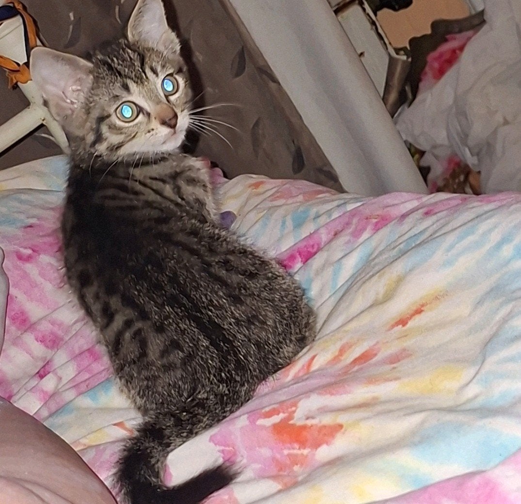 2 schattige en grappige (tijger) kittens geboren 4 juli, Poes, Ontwormd, 0 tot 2 jaar